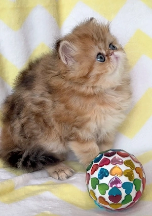 pisica persana chinchilla cu pedigree - imagine 4
