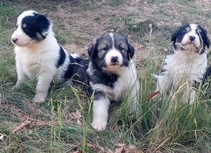 Vând căței ciobănești carpatini