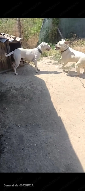 Dog argentinian 