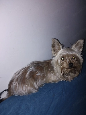 Yorkshire terrier fetița  - imagine 2