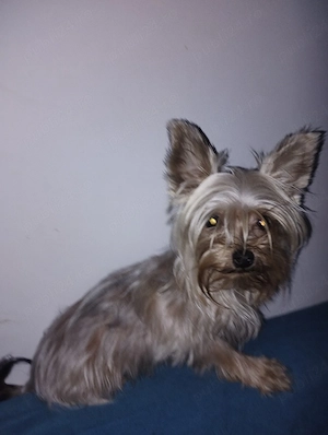 Yorkshire terrier fetița 