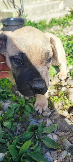 vand catel Presa Canario - imagine 2