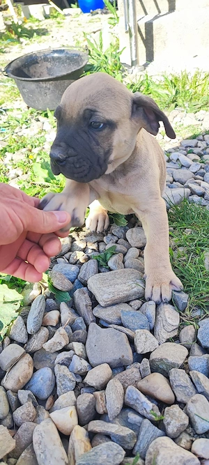 vand catel Presa Canario - imagine 4