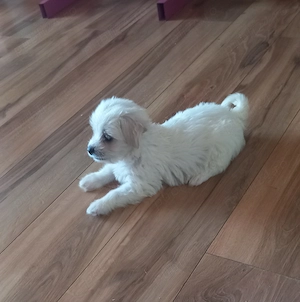 Vand bichon mini toy - imagine 3