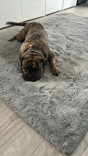 Vând mascul Olde English Bulldogge