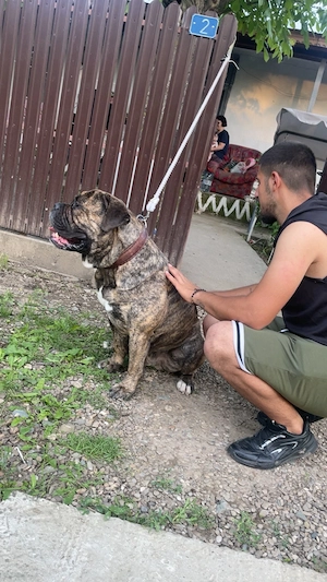 Vând mascul Olde English Bulldogge - imagine 3