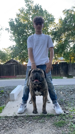 Vând mascul Olde English Bulldogge - imagine 2