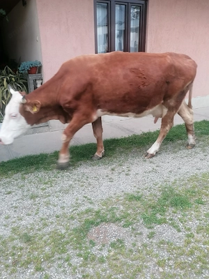 Bălțata romaneasca