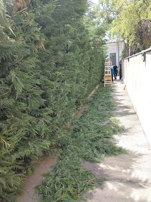 Peisagistica pentru persoane fizice și firme 