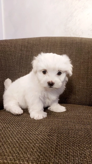 Cățeluși bichon maltez toy 
