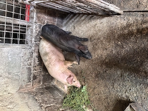 Porci de curte de carne - imagine 2