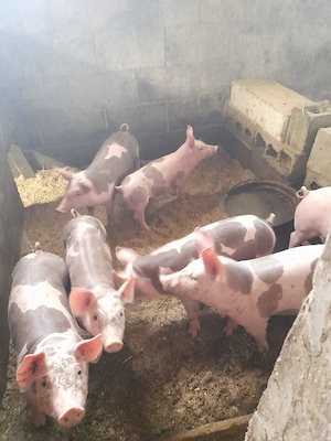 Vând purcei 7 bucăți pietreanu
