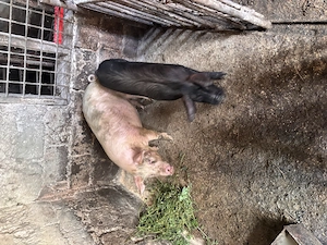 Porci de curte de carne