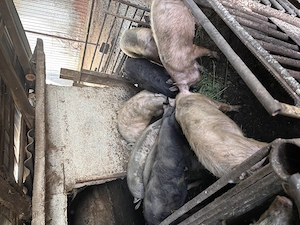 Porci de casa de vanzare