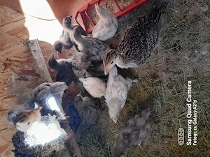 Pui austrolop albastru trei saptamani 20 lei buc.Bustenari Prahova  - imagine 2