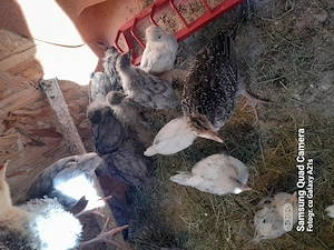Puii austrolop albastru trei saptamani 20 lei buc. loc.Bustenari Prahova 
