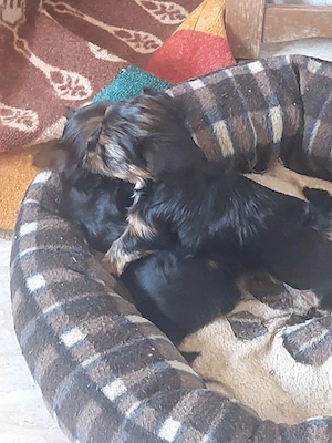 Yorkshire terrier 