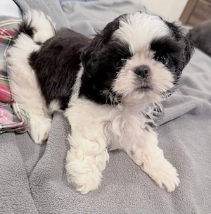 Bichon havanez baietei 