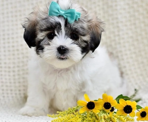 Bichon havanez fetita
