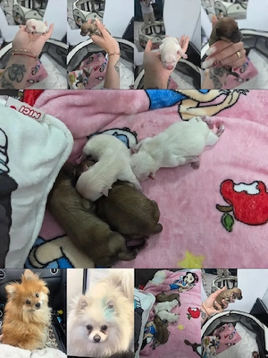 Pomeranian mini toy