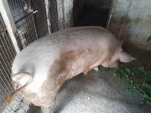Purcea rasă de carne, are la 130 , 140 kg  ! - imagine 3