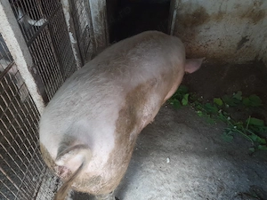 Purcea rasă de carne, are la 130 , 140 kg  ! - imagine 2