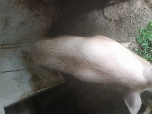 Purcea rasă de carne, are la 130 , 140 kg  ! - imagine 4