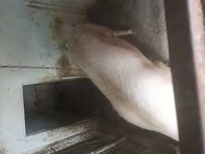 Purcea rasă de carne, are la 130 , 140 kg  !