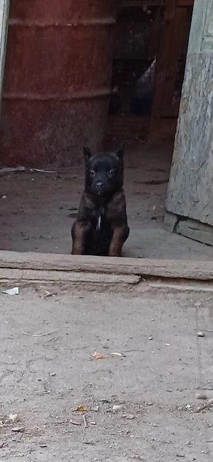 Catei Ciobanesc Belgian Malinois