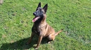 femela ciobanesc belgian 