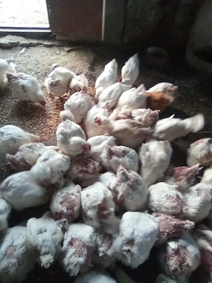 gaini bio de carne