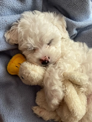 bichon maltez mini toy