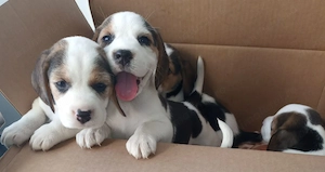 Beagle  cu carnet - imagine 2
