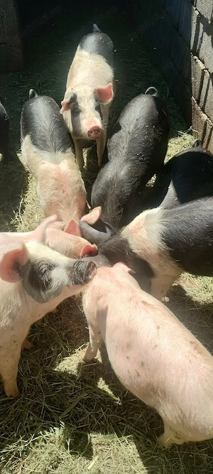 vând purcei aproximativ 30 kg 500 lei buc