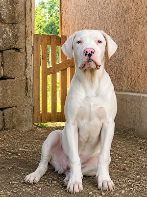Dog argentinian 