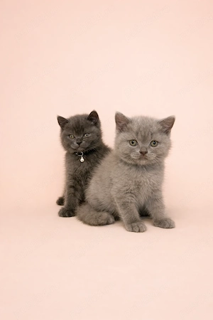 Scottish fold și scottish straight