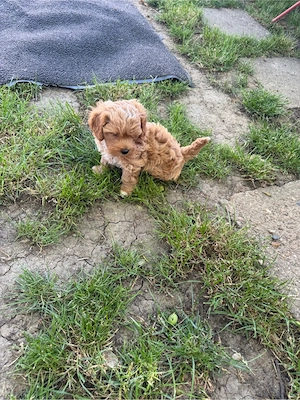 Maltipo Maltipoo toy - imagine 3