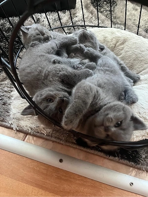 British shorthair de 2 luni - imagine 4