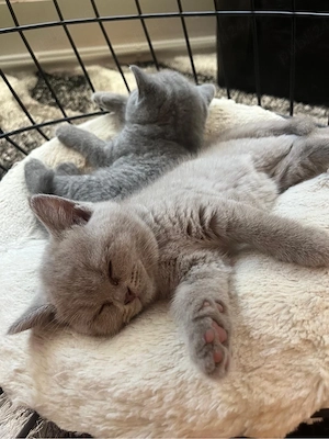 British shorthair de 2 luni - imagine 3