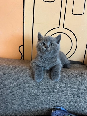 British shorthair de 2 luni - imagine 5