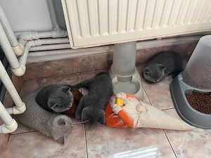 British shorthair de 2 luni - imagine 2