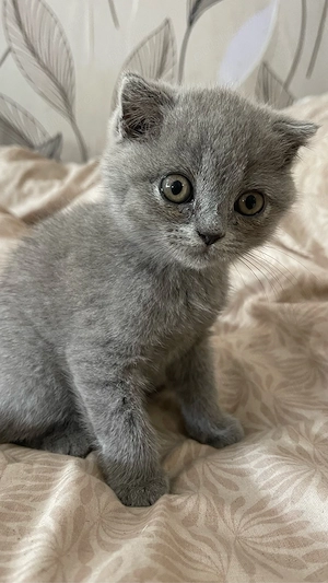 Fetita british schottish , 2 luni - imagine 5