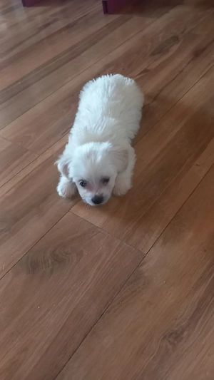 Vand bichon mini toy - imagine 2
