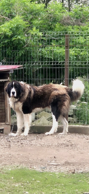 Ciobanesc romanesc de bucovina.