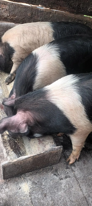 Vând purcele Bazna bune pentru montă sau de tăiat 3 buc.80-120kg - imagine 4