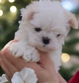 Bichon Maltese 
