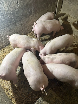 Porci de carne romanesti