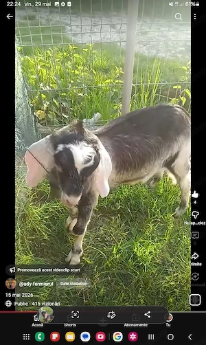 Vând tapisor de 4 luni. 100 euro