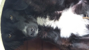 Cățelușă de un an, foarte inteligentă și foarte iubitoare. O donez gratis unui iubitor de animale. - imagine 5