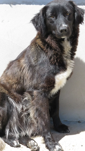 Cățelușă de un an, foarte inteligentă și foarte iubitoare. O donez gratis unui iubitor de animale. - imagine 2